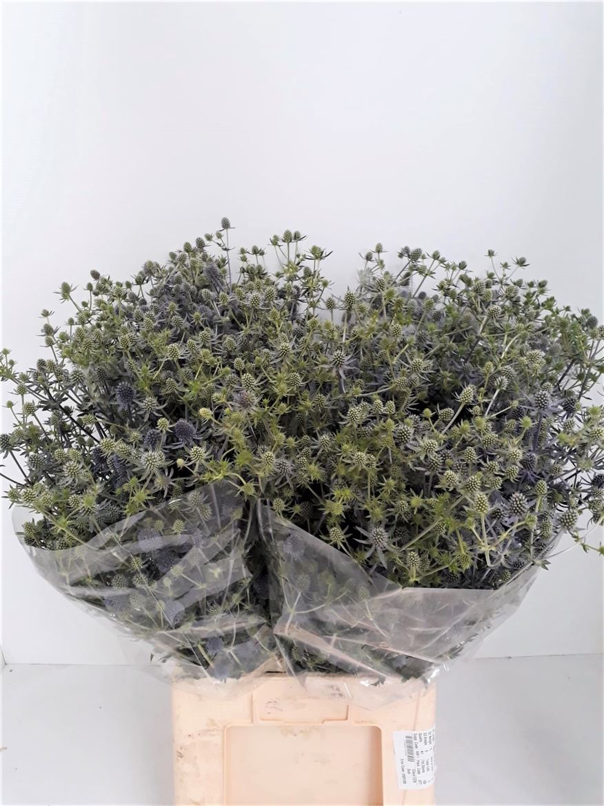 Eryngium