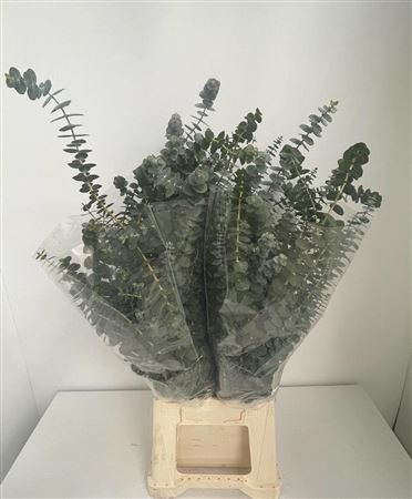 Eucalyptus Baby Blue
