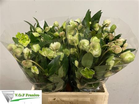 Helleborus Magnificent Bells