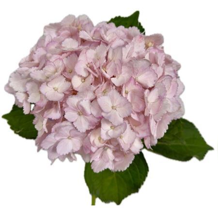 Hydrangea Light Pink Super Premium