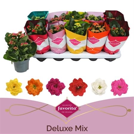 Pianta Kalanchoe Gevuld Perfecta Gem