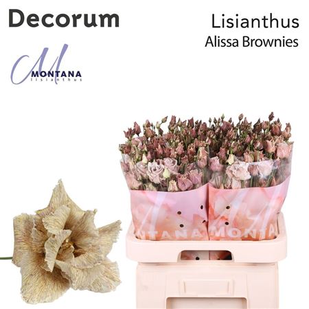 Lisianthus Do Paint Alissa Brownies