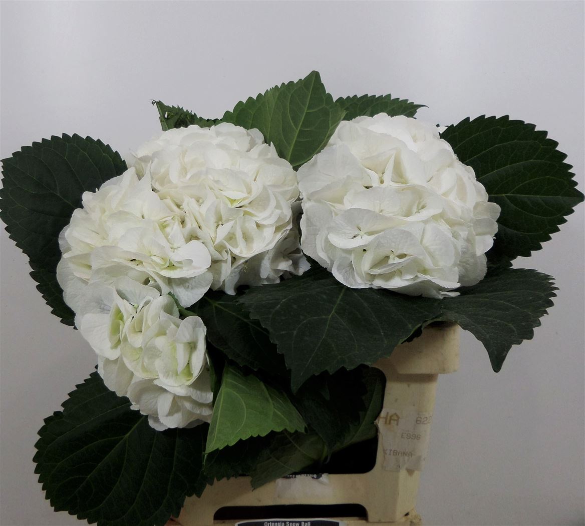 Ortensia Snow Ball 60 Cm