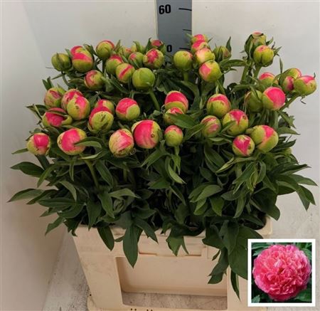 Paeonia Coral Sunset