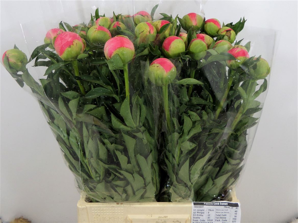 Paeonia Coral Sunset