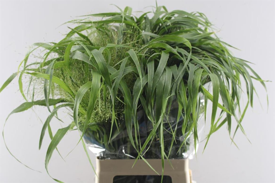 Panicum Fountain