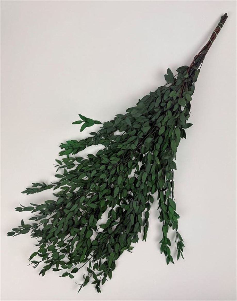 Preserved Eucalyptus Parvifolia - Verde 150gr