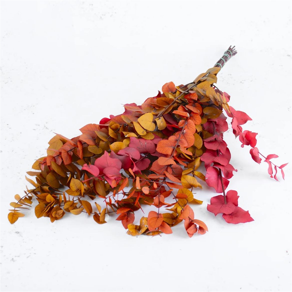 Preserved Eucalyptus Stuartiana - Autunno 750gr