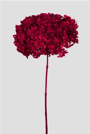 Preserved Hydrangea Annabelle Red