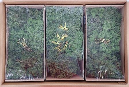 Preserved Muschio Iceland Moss Green Mix