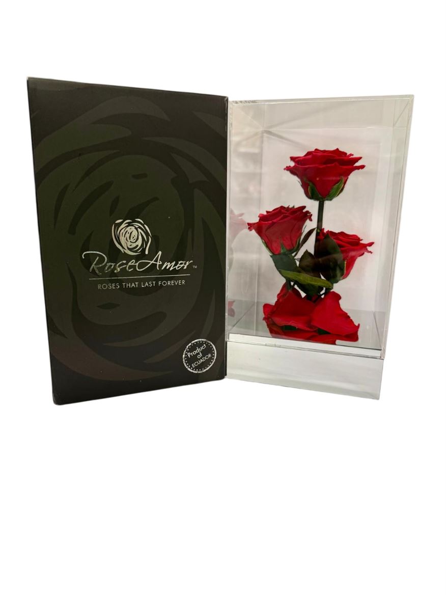 Preserved Rosa Gb15 Red 02