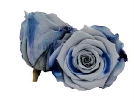 Preserved Rosa Ll Blu 05