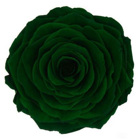 Preserved Rosa Ll Gre 02