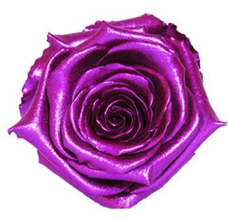 Preserved Rosa Ll Metallic Pink