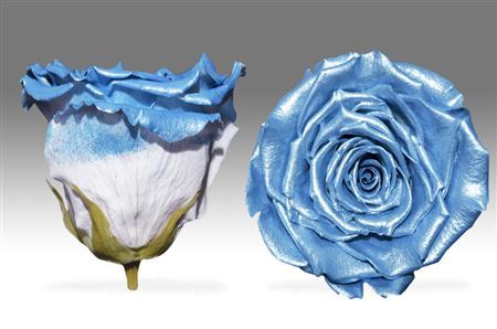 Preserved Rosa Ll Pearl Blue