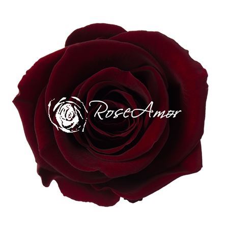 Preserved Rosa Ll Pin 02