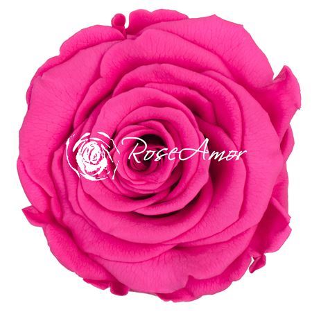 Preserved Rosa Ll Pin 03