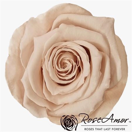 Preserved Rosa Ll Pin 79