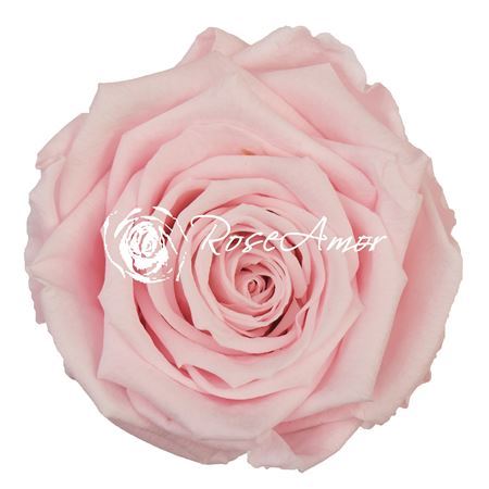 Preserved Rosa Ll Pin 99