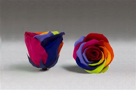 Preserved Rosa Ll Rainbow Red 02