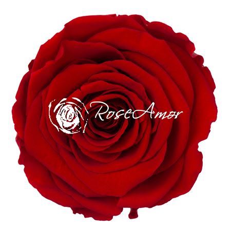 Preserved Rosa Ll Red 02