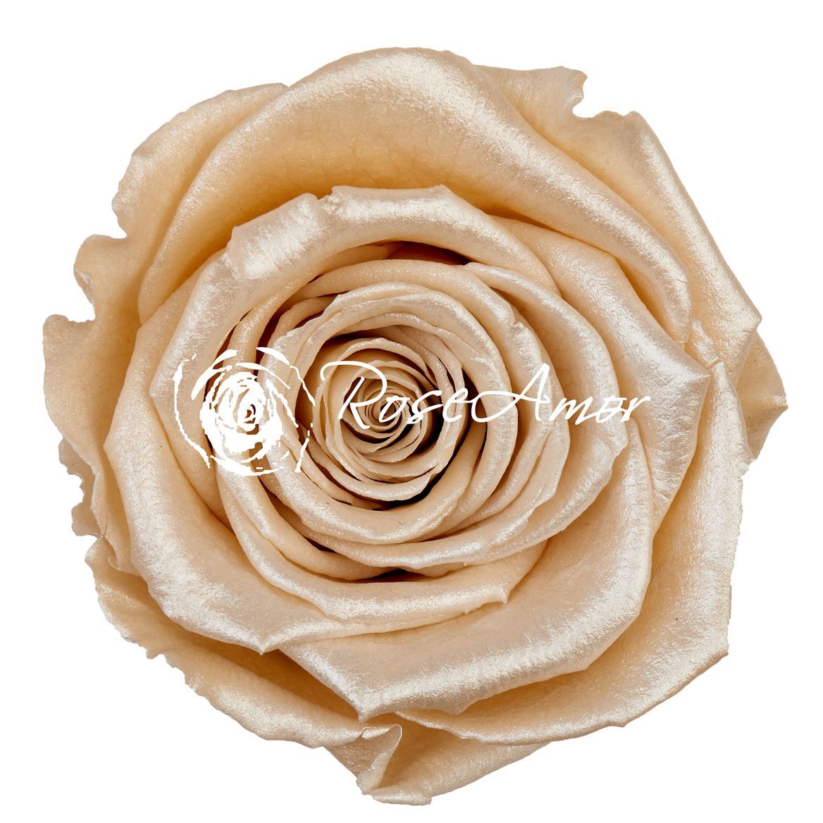 Preserved Rosa Ll Satin Champagne