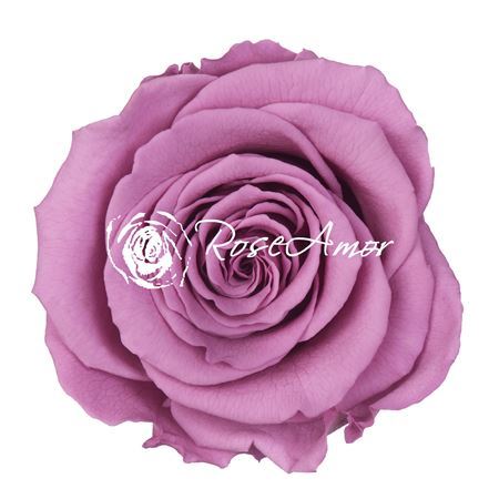 Preserved Rosa Ll Vio 03