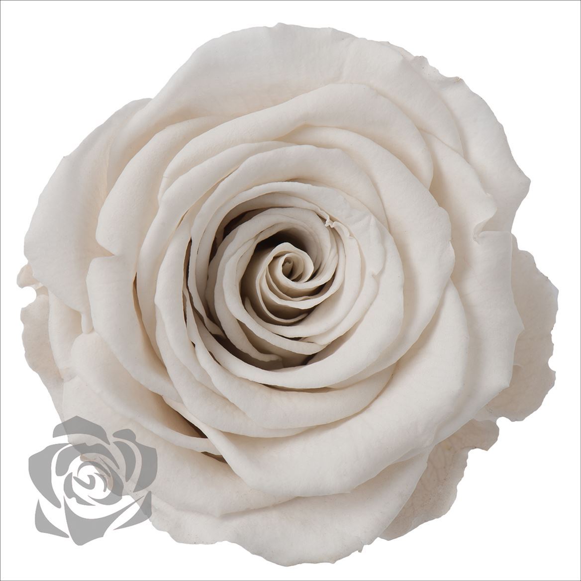 Preserved Rosa Ll Whi 04