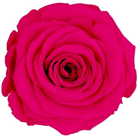 Preserved Rosa Mini Warmi Pin 03