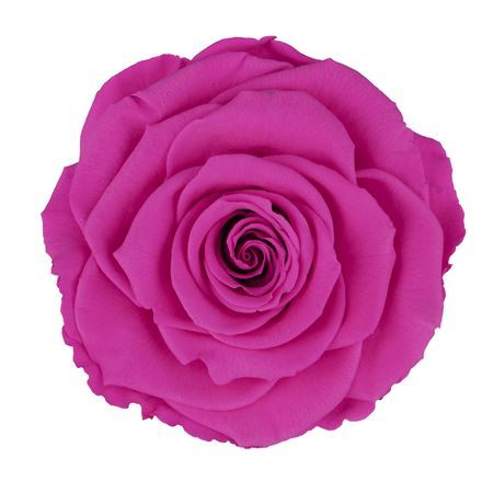 Preserved Rosa Mini Warmi Pin 07