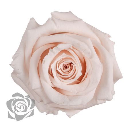 Preserved Rosa Mini Warmi Pin 79