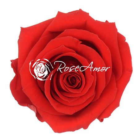 Preserved Rosa Mini Warmi Red 02