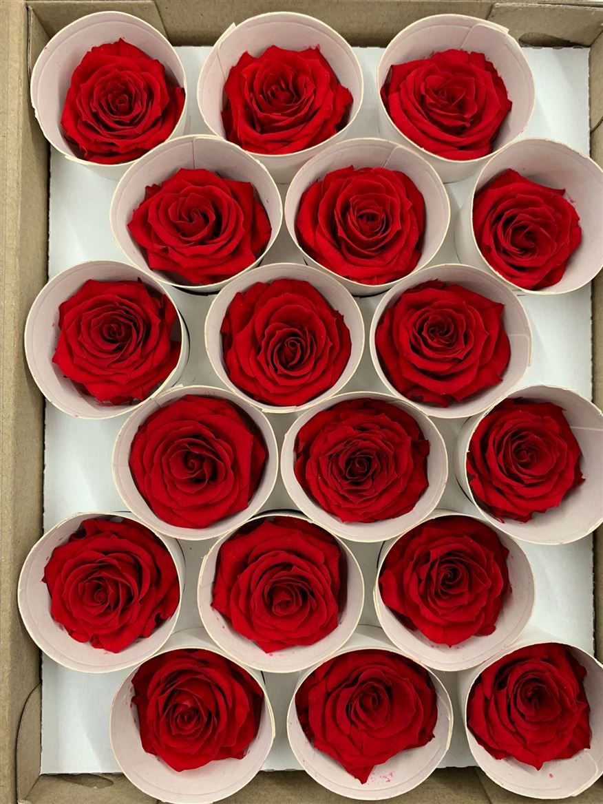 Preserved Rosa Mini Xs Red 02