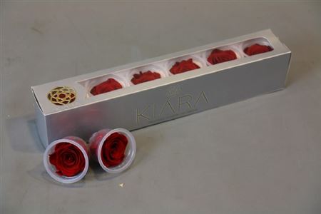 Preserved Rosa Vibrant Red Kiara