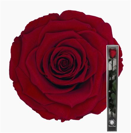 Preserved Rosa With Stem Red 02 60cm