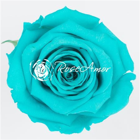 Preserved Rosa Xl Blu 02