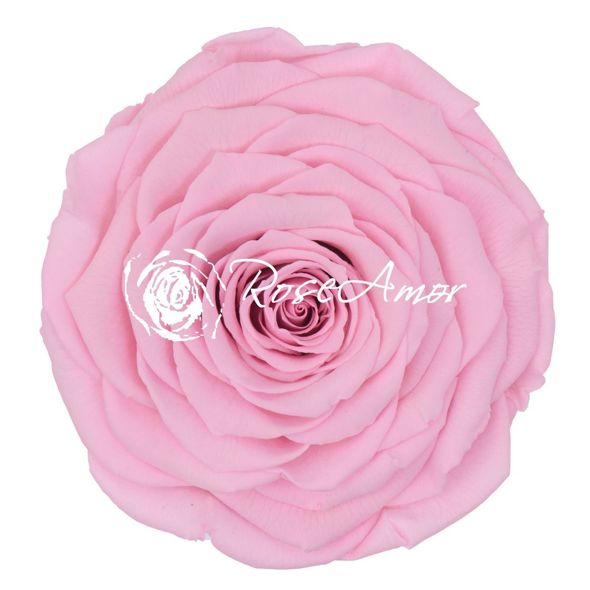 Preserved Rosa Xxl Pin 99