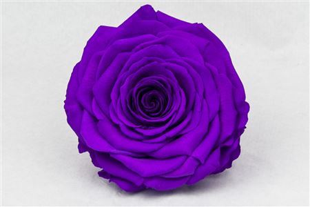 Preserved Rosa Xxl Pur 02