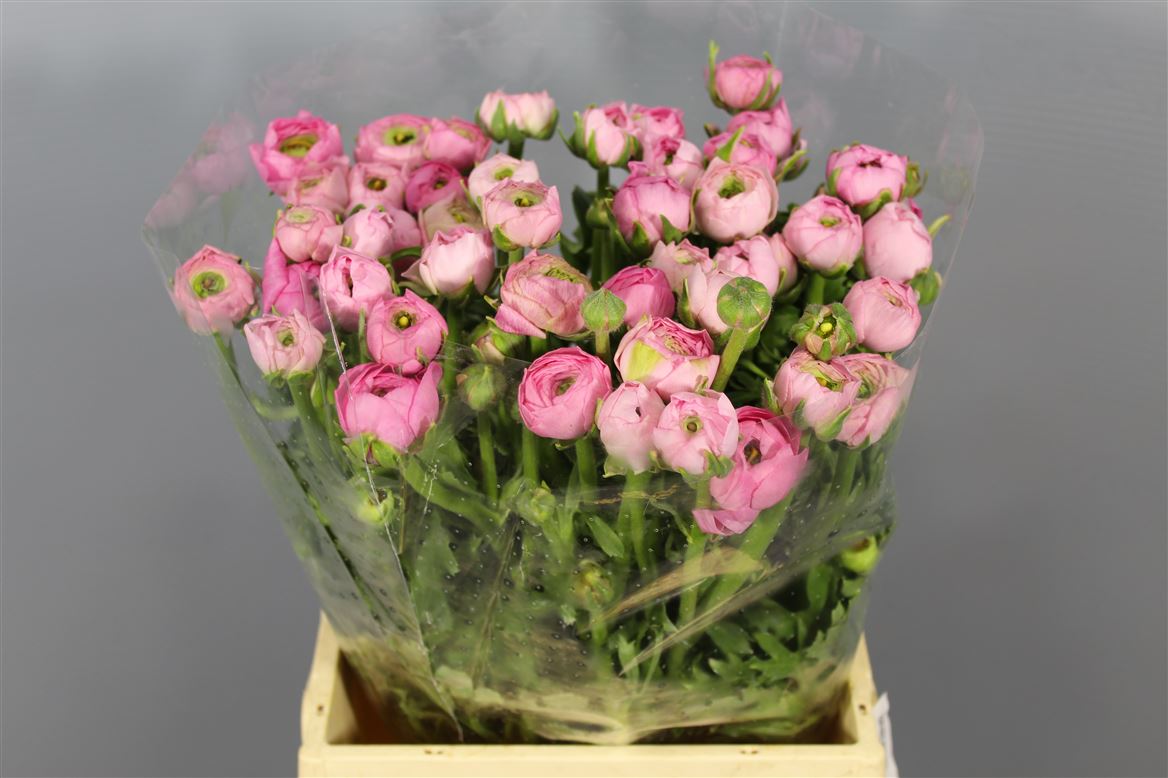 Ranunculus Elegance Pink