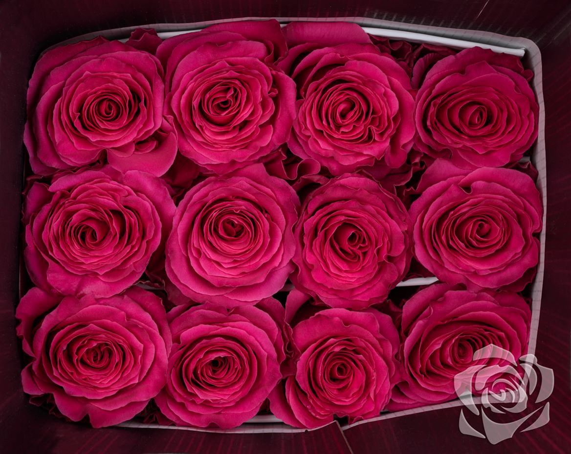 Rosa Ec Full Monty Tavola