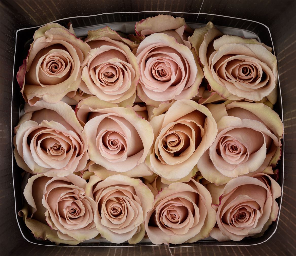 Rosa Ec Quicksand Cantiza