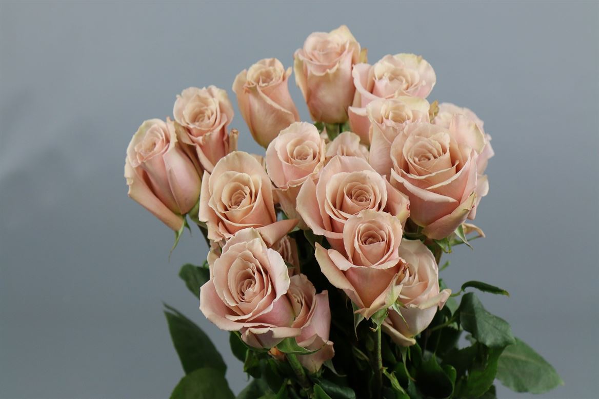 Rosa Ec Quicksand Solpacific