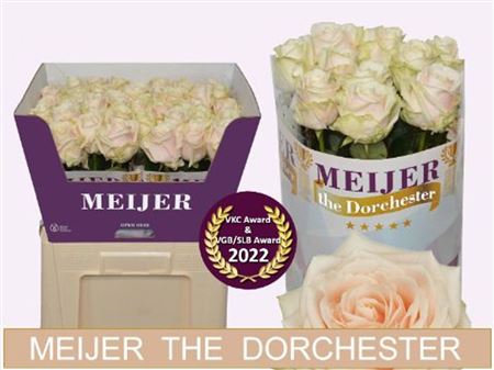 Rosa Large Dorchester+