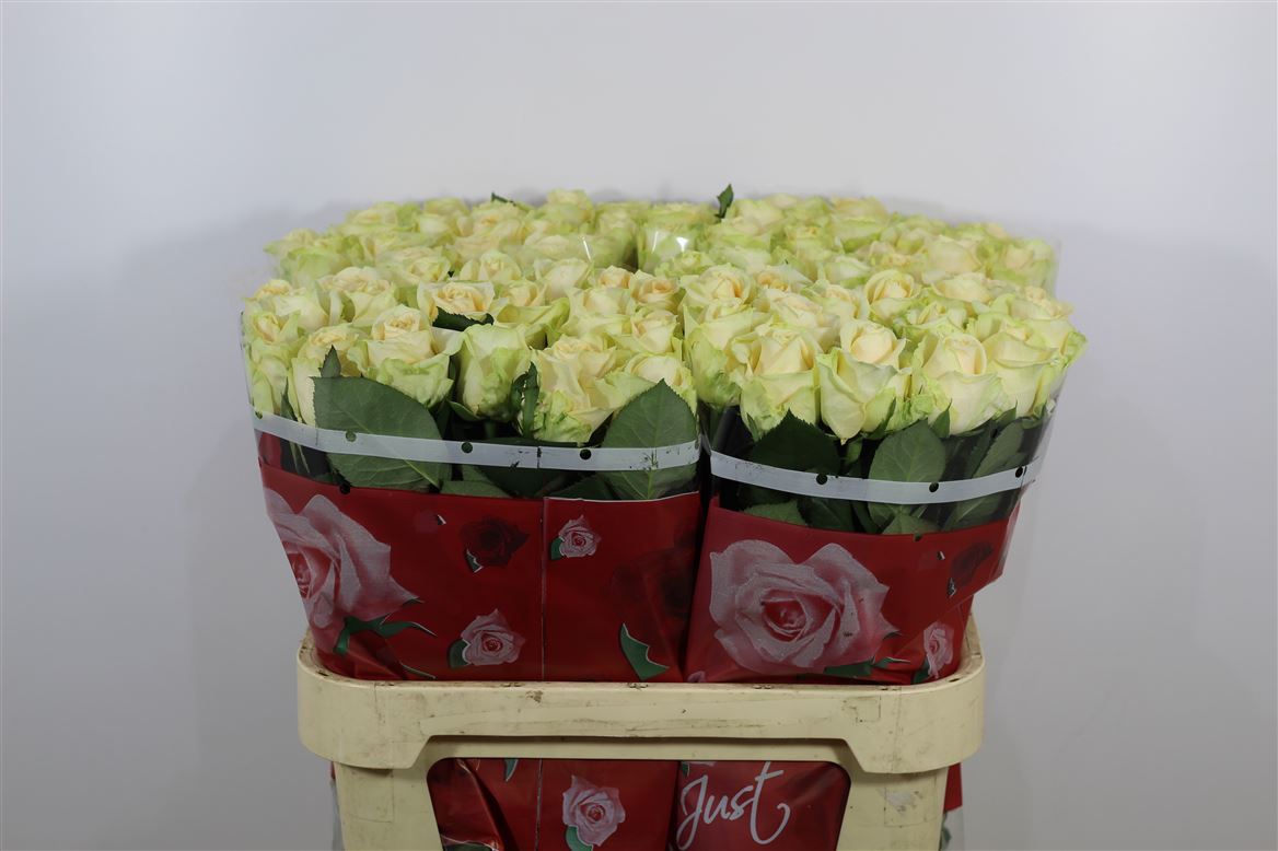 Rosa Large Peach Avalanche+