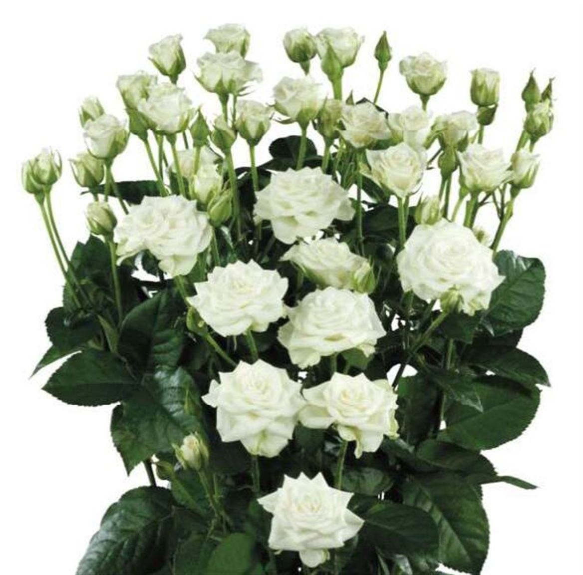 Rosa Spray Snowflake
