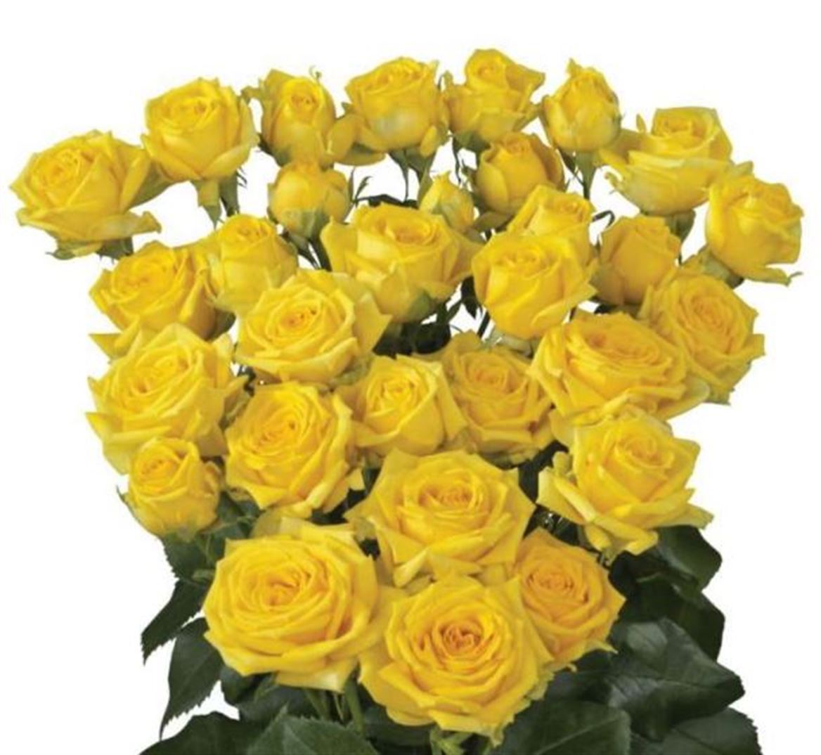 Rosa Spray Tarantella