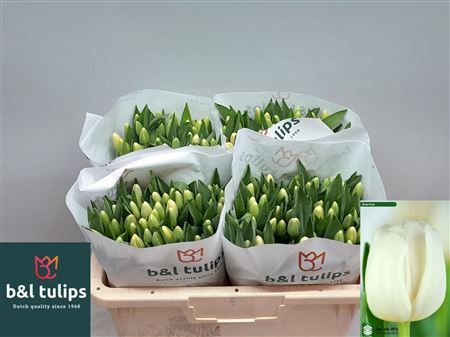 Tulip En Antarctica