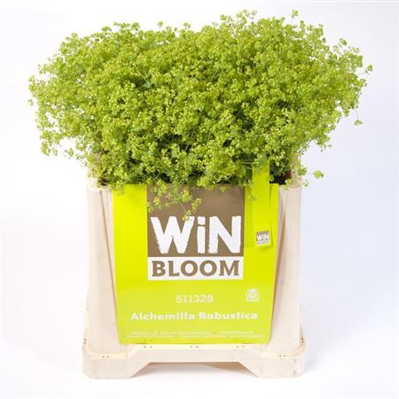 Alchemilla Robustica