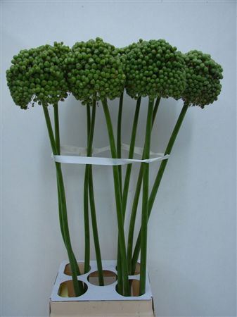 Allium Ba Green Craz