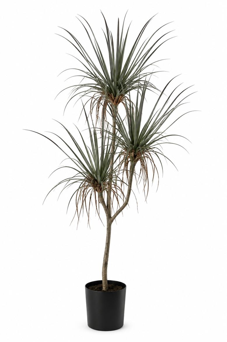 Art. Pianta Dracena X3cm195 C-54 Foglie Lt.green